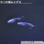 サバの極みメダカ