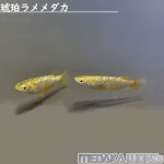 琥珀ラメメダカ