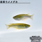 若草ラメメダカ