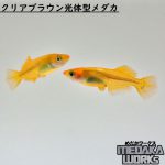 クリアブラウン光体型メダカ