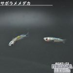 サボラメメダカ