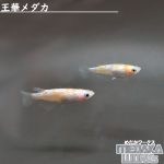 王華メダカ