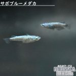 サボブルーメダカ